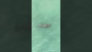 Beautiful Manatee swimming at the surface just off shore [upl. by Baillie92]