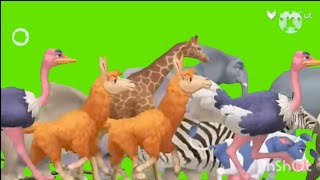 Reupload cenozoic animal stampede Green Screen [upl. by Ilka]