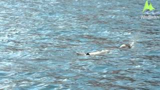 Mediterranean Monk Seal Monachus monachus off Madeira [upl. by Nodnarb]