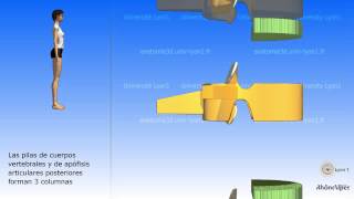 La columna vertebral simplificada y la vértebra tipo [upl. by Child]