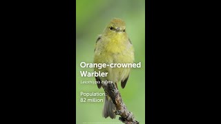 Orangecrowned Warbler Bird of The Week [upl. by Liagaba714]