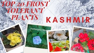 TOP 20 FROST RESISTANT FLOWERING PLANTS YOU CAN GROW IN KASHMIR FIRST SUCH VIDEO ON YOUTUBE [upl. by Thurnau]