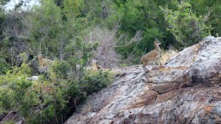 Klipspringer disturbed by a herd of elephants [upl. by Baudin]