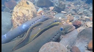 Pacific and Western Brook Lamprey Spawning in Clatskanie River Oregon [upl. by Ayanal282]