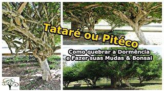 Como Plantar e Fazer Mudas De Pithecollobium Tortum  Jurema Branca ou Tataré QUEBRA DE DORMÊNCIA [upl. by Ahsinrev655]