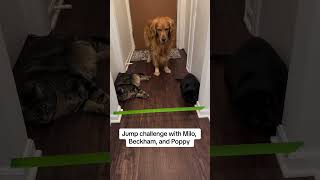 Halloween Jump Challenge With Milo catshorts funnycats [upl. by Bobinette]