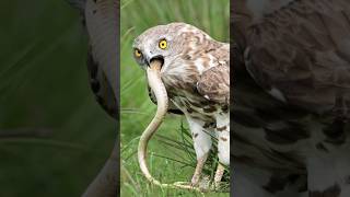 Eagle vs Snake A Shocking Battle in the Wild shorts youtubeshorts [upl. by Aivuy]