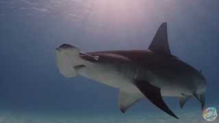 Hammertime Dive into the World of the Great Hammerhead Shark [upl. by Mitch]