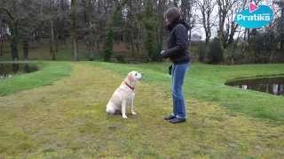 comment apprendre à votre chien à sasseoir  éducation canine [upl. by Hakceber]