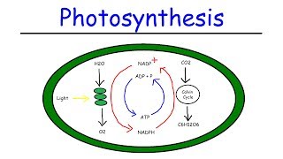 Photosynthesis  Light Dependent Reactions and the Calvin Cycle [upl. by Amled]