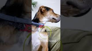 Can Your Dog Hear This High Frequency Dog Whistle Noise dogwhistlesound soundscapedigitalmedia [upl. by Chad]