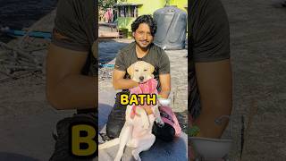 Pogo Ka Hairfall😢😢 shorts vlog minivlog doglover hairfall [upl. by Bala467]