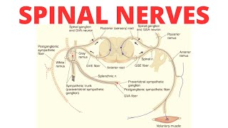 Spinal Nerves  Complete Anatomy of Spinal Nerves [upl. by Cairistiona]