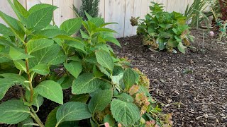 Planting a few Endless Summer Hydrangea 🪴 [upl. by Ynohtnacram]