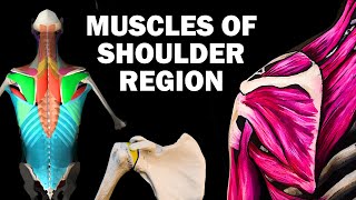 UPPER LIMB MUSCLES 26  SHOULDER REGION [upl. by Yssirc]