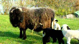 Walliser SchwarznasenValais Blacknose Sheep [upl. by Giles]