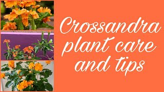 Crossandra plant CareHow to get more flowersFirecracker plantCurd Fertilizer The Potted Plant [upl. by Hacim]