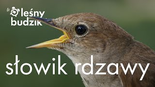 Leśny budzik  Słowik rdzawy [upl. by Uv165]