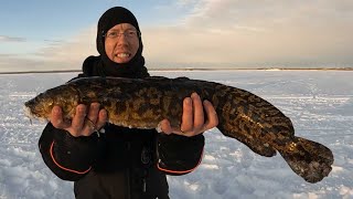 3 Days Ice Fishing in Alaska  Burbot Catch and Cook [upl. by Banks]