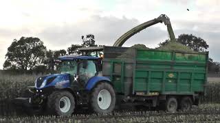 Maize 2019 Dennehy Harvesting [upl. by Beaston]