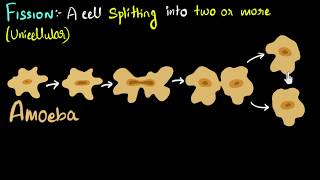 Fission binary amp multiple with examples  How do organisms reproduce  Biology  Khan Academy [upl. by Anana]