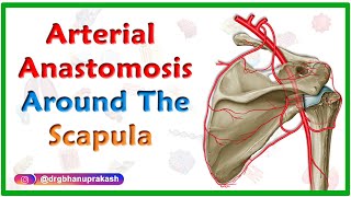 Arterial Anastomosis around the Scapula  Upper limb gross anatomy usmle step 1 videos [upl. by Casabonne]