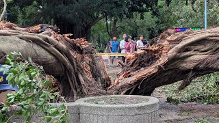 People gawking at a massive downed tree in the park [upl. by Ayikat20]