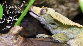 ARE THEY LOUD AT NIGHT  Crested Gecko QampA [upl. by Conal768]