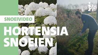 Intratuin  Hortensia snoeien [upl. by Egan]