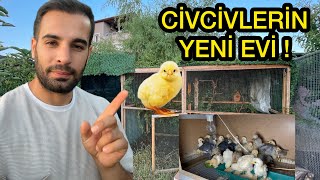 Civcivlerin YENİ EVİ  Büyüdüler  Arabaya Yeni Şeyler Aldık civcivler [upl. by Elleirol]