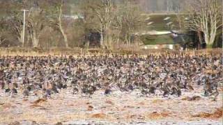 Pinkfooted Geese on Montrose Basin [upl. by Drallim384]