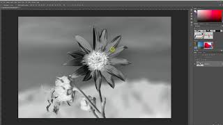 Preparing the cyanotype negative in Lightroom and Photoshop [upl. by Ojiram]