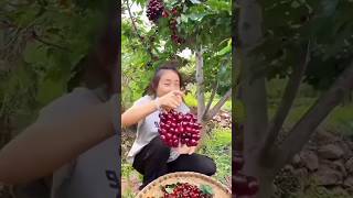 आखिर रूपा के गुच्छे भरे 🍒 चेरी कैसे हैं।। shorts youtubeshorts fruit cherry farming farm [upl. by Yorztif689]