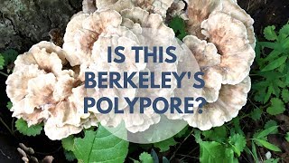 Berkeleys Polypore Mushroom Identification and Look Alike [upl. by Laoj146]