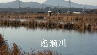 恋瀬川 八代亜紀 [upl. by Luise422]