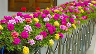 How To Grow Portulaca Mossrose On A Beautiful Railing Creative Balcony Garden Ideas [upl. by Ardnahcal663]