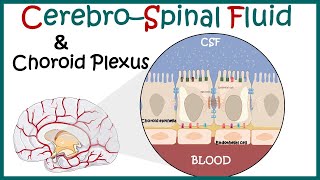 Cerebrospinal Fluid  CSF and the choroid plexus  Anatomy of Choroid plexus  function of CSF [upl. by Euqenimod989]