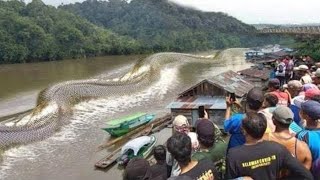 Les 10 animaux les plus DANGEREUX dAmazonie [upl. by Oivat]