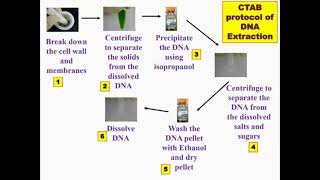 Overview Protocol CTAB DNA Extraction [upl. by Dahlstrom]