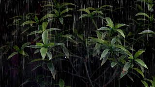 99 Quickly Reduce Stress To Sleep Instanly With Heavy Rain amp Thunder Sounds [upl. by Orten92]