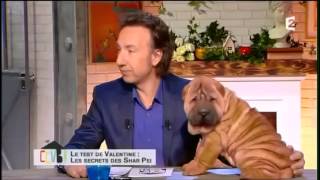 Invité sur France 2  Le Sharpeï [upl. by Gisser]