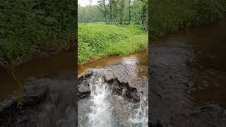 Clear rain water flowing from forest shorts [upl. by Suertemed746]