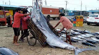 Worlds Largest Live Fish Cutting Market  Amazing Biggest Fish Markets In India  Sea Food Market [upl. by Namyh]