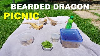 Feeding My Bearded Dragons Outside  Having A Picnic [upl. by Ahsiadal562]