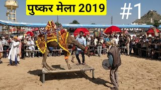 1 Camel Dance competition in Pushkar Fair 2019। Pushkar Mela [upl. by Tiffie148]