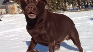 ✇ Dogs  Chocolate Labs  Labrador Retriever  Funny Dog In Snow [upl. by Aneelad]