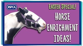 Easter Special  Horse enrichment ideas [upl. by Naitsabas]