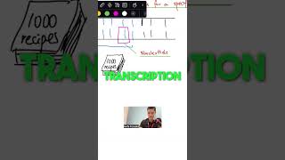 Transcription amp Translation Explained [upl. by Whitelaw]