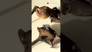 Top 3 sự thật thú vị về loài dơi youtubeshorts animals shortvideofunnyanimal facts bats [upl. by Mahoney963]