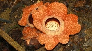 Twin blooming rafflesia rare [upl. by Haleak]